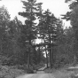 A stand of native pines towers over the Gunflint Trail. Photograph by Norton & Peel, July 5, 1932.