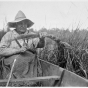 Tying wild rice stalks