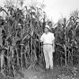 Field of hybrid corn, ca. 1945.