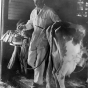 Black and white photograph of a farmer adjusting a milking machine on a Dakota County dairy farm, 1939. Photographed by Arthur Rothstein, Farm Security Administration.