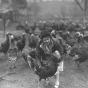 Black and white photograph of a woman and turkeys, ca. 1930. Photograph by Minneapolis Star Journal Tribune.