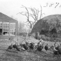 Black and white photograph of a Turkey flock, ca. 1910.