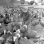 Black and white photograph of a man feeding turkeys, ca. 1930. Photograph by Minneapolis Journal.