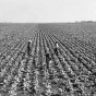 Black and white photograph of Sugar beet cultivation in the Red River Valley, ca. 1940.