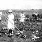 Black and white photograph of students in a gardening class tend a field in Pipestone County, c.1918. 