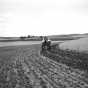 Black and white photograph of contour cultivation of corn on the Walter Fox farm near Faribault, 1938.