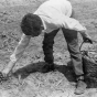 Black and white photograph of a Mexican American migrant farm worker harvesting asparagus near Owatonna, ca. 1955.