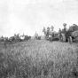 Black and white photograph of a threshing scene at the Lockhart farm, Norman County, Minnesota, 1885. Photograph by: Mrs. C. P. Cahoon.