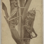 Minnesota locusts of the 1870s