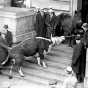 Black and white photograph of a starving cow and horse brought to the State Capitol by farmers to dramatize their demands for relief, 1935.