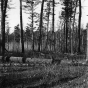 Black and white photograph of Pine woods at Lake Itasca, 1900.