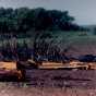 The remains of two school buses in a field after Chandler–Lake Wilson Tornado, June 1992.