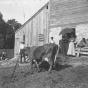 Cows in farmyard at Spangenberg farm