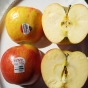 Honeycrisp apple cross section