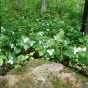 Color image of Spring trillium at Interstate State Park, 2013. Photograph by Minnesota Department of Natural Resources Staff.