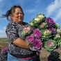 Xee Yang harvesting kale flowers