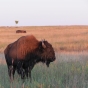 Color image of a Bison herd, 2014. From the photograph collection of the Minnesota Department of Natural Resources.