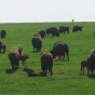 Color image of adult bison and calves at Blue Mounds State Park, 2007. Photograph by Wikimedia Commons user Rigadoun. 