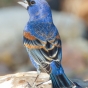 Color image of a Blue grosbeak, April 27, 2011. Photograph by Wikimedia Commons user Dan Pancamo.