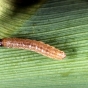 Color photograph of a European corn-borer caterpillar.