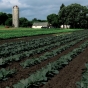 Farm in Dakota County cultivated by the Hmong Americans Farmers Association