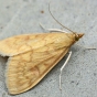 Color photograph of a female European corn borer moth (Ostrinia nubilalis), June 2005.