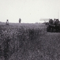 Black and white photograph of swathing equipment and grain being swathed by a team of four horses during the fall harvest, 1910.