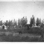 photograph of several individuals standing in front of a field of young trees