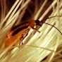 Color image of a corn root worm inside the tassel of a corn plant. U.S. Department of Agriculture, 2003.