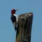 Color image of a Red-headed woodpecker, 2010.