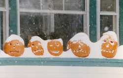 Color image of Jack-o'-lanterns covered in snow during the Halloween Blizzard, 1991. Photograph by Richard Sennott, RPA, Minneapolis Star Tribune.