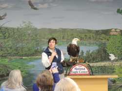 Color image of a National Eagle Center employee shows a bald eagle to visitors during a 2015 educational program.