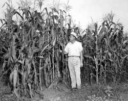 Field of hybrid corn, ca. 1945.