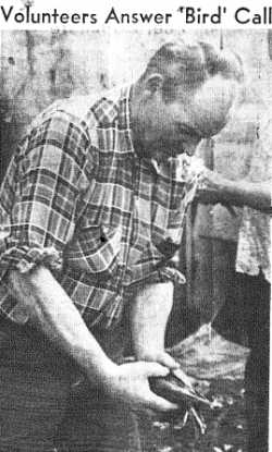 Volunteers Answer "Bird" Call - Newspaper photograph of a man washing off a duck