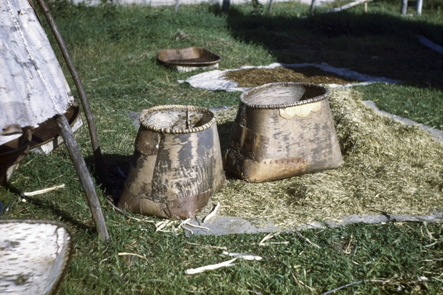 Drying wild rice at Nett Lake