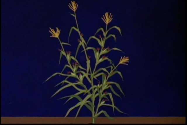 Drawing of how the teosinte plant may have looked thousands of years ago. Used in the Disney short film The Grain That Built a Hemisphere, 1943.