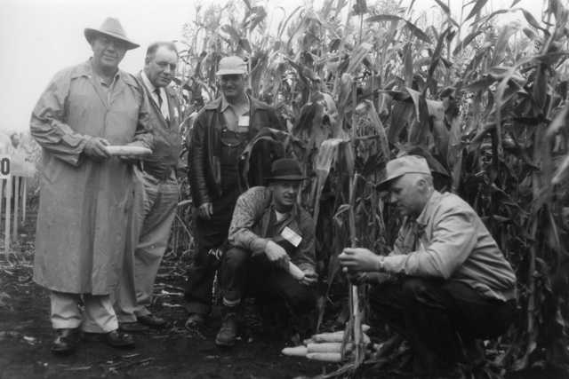 Black and white photograph of individuals evaluating stalks and ears of the corn in a field to select the best seed for the following year, c.1940s.