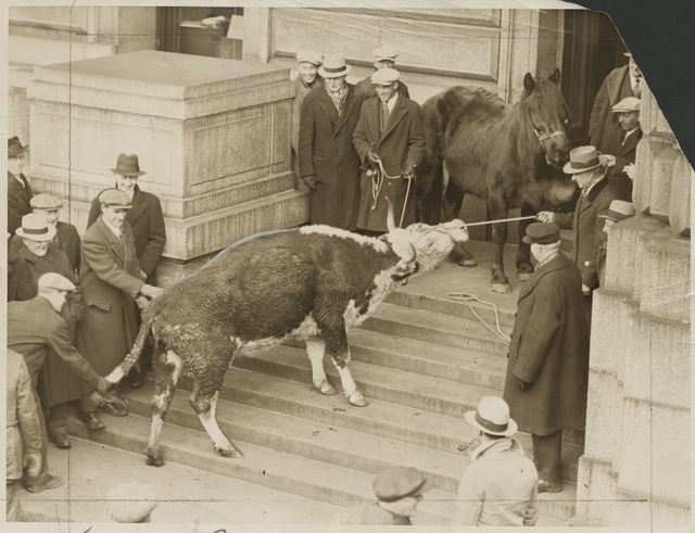 Black and white photograph of a starving cow and horse brought to the State Capitol by farmers to dramatize their demands for relief, 1935.