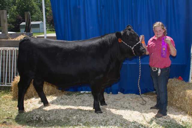 Color image of 4-H club member and her prize-winning steer at the Polk County Fair, 2015.