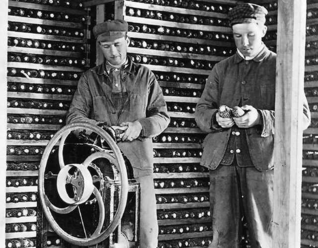 Black and white photograph of Martin Carlsted turning the handle of a manual corn sheller to remove kernels, c.1910.