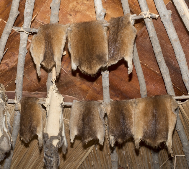 Tanned muskrat pelts