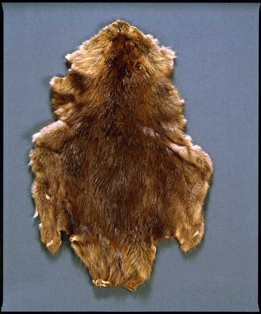 Tanned beaver pelt