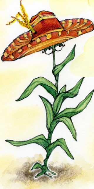 Drawing of a maize or corn plant enjoying warm weather in Southern Mexico. Drawing by Emmeline Hall.