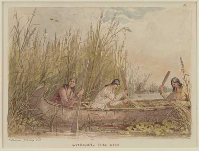 Color image of American Indian women gathering rice, 1849–1855. Drawing by Seth Eastman.