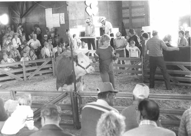 Black and white photograph of a 4-H livestock auction at the Murray County Fair, ca. 1980s.
