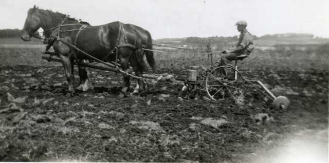 Black and white photograph of an individual using a horse drawn planter to plant seed corn, c.1905.