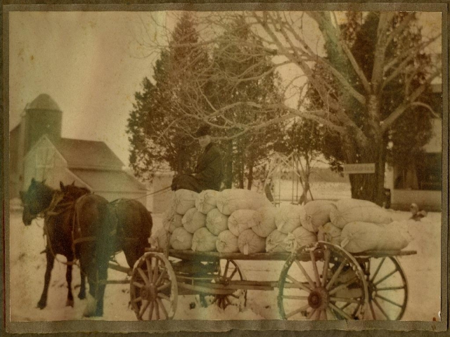 A.B. Lyman transports Grimm alfalfa seeds from his farm, Alfalfadale, near Chanhassen.  Circa 1902-1910.