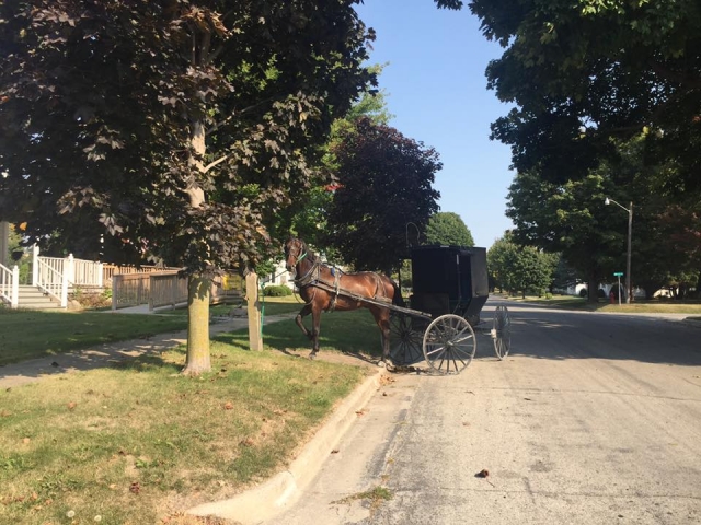 Amish Horse and Buggy