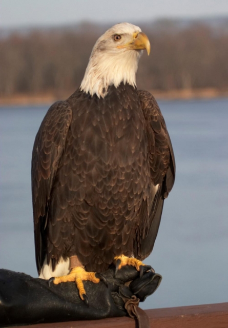 Color image of Angel, a female bald eagle and one of the National Eagle Center's first ambassadors.