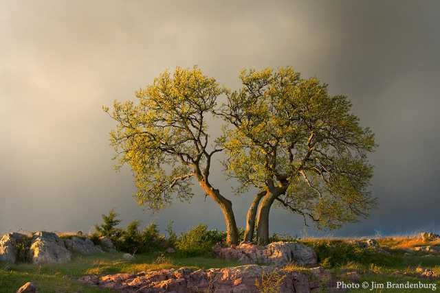 Color image of the “Three Sisters” tree in Blue Mounds State Park, 2005.